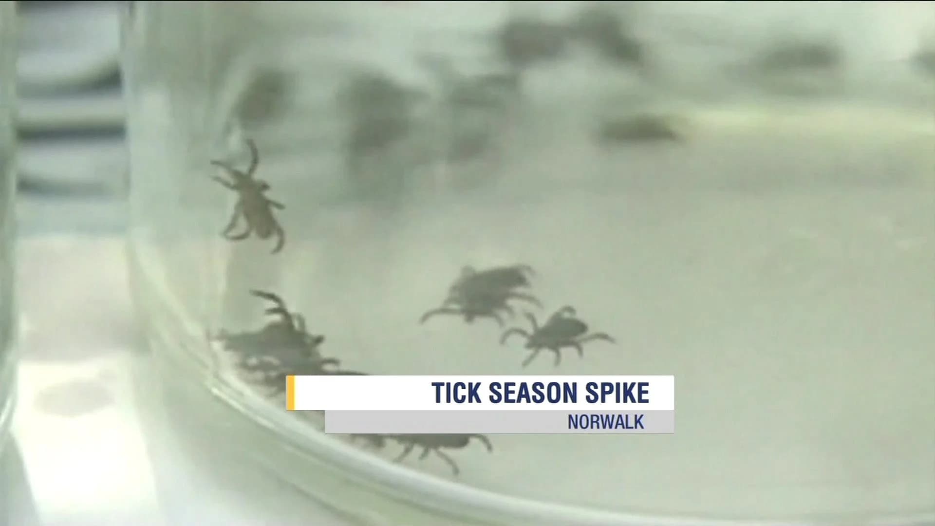 Doctors: Ticks, Lyme disease appearing early this year