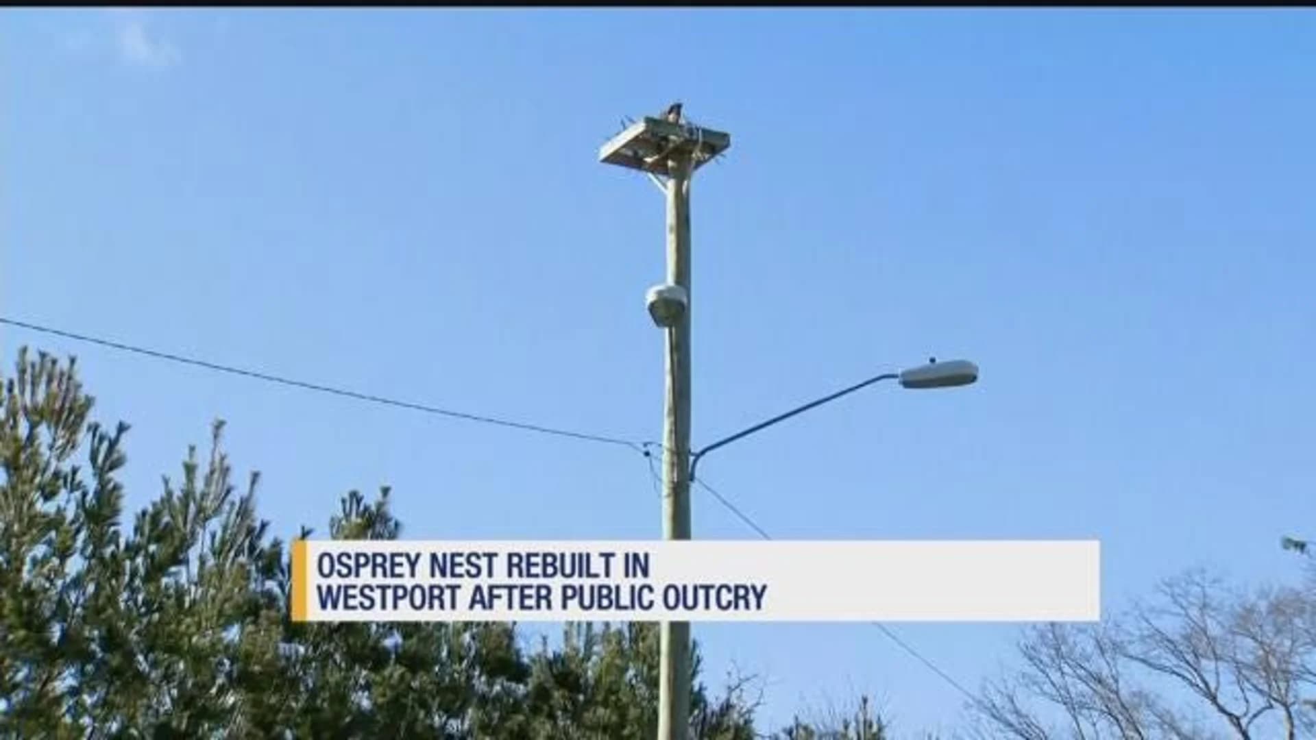 Company puts back osprey nest disturbed by construction at Westport plaza