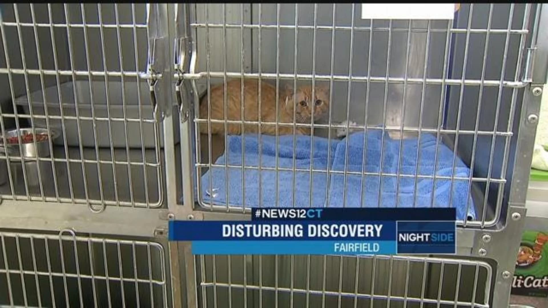Malnourished woman, neglected cats found in Fairfield home