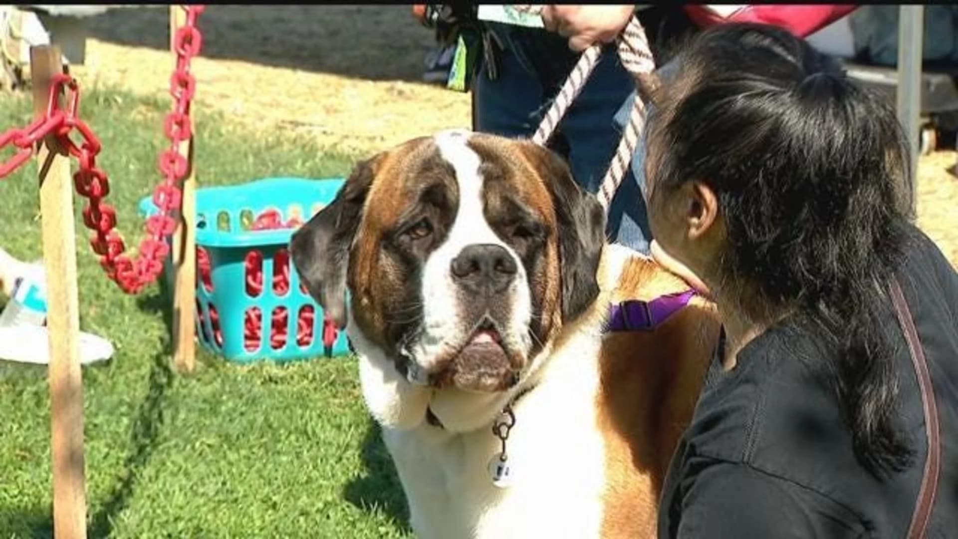 Dog owners bring their pups out to downtown Stamford for annual Bark in the Park event