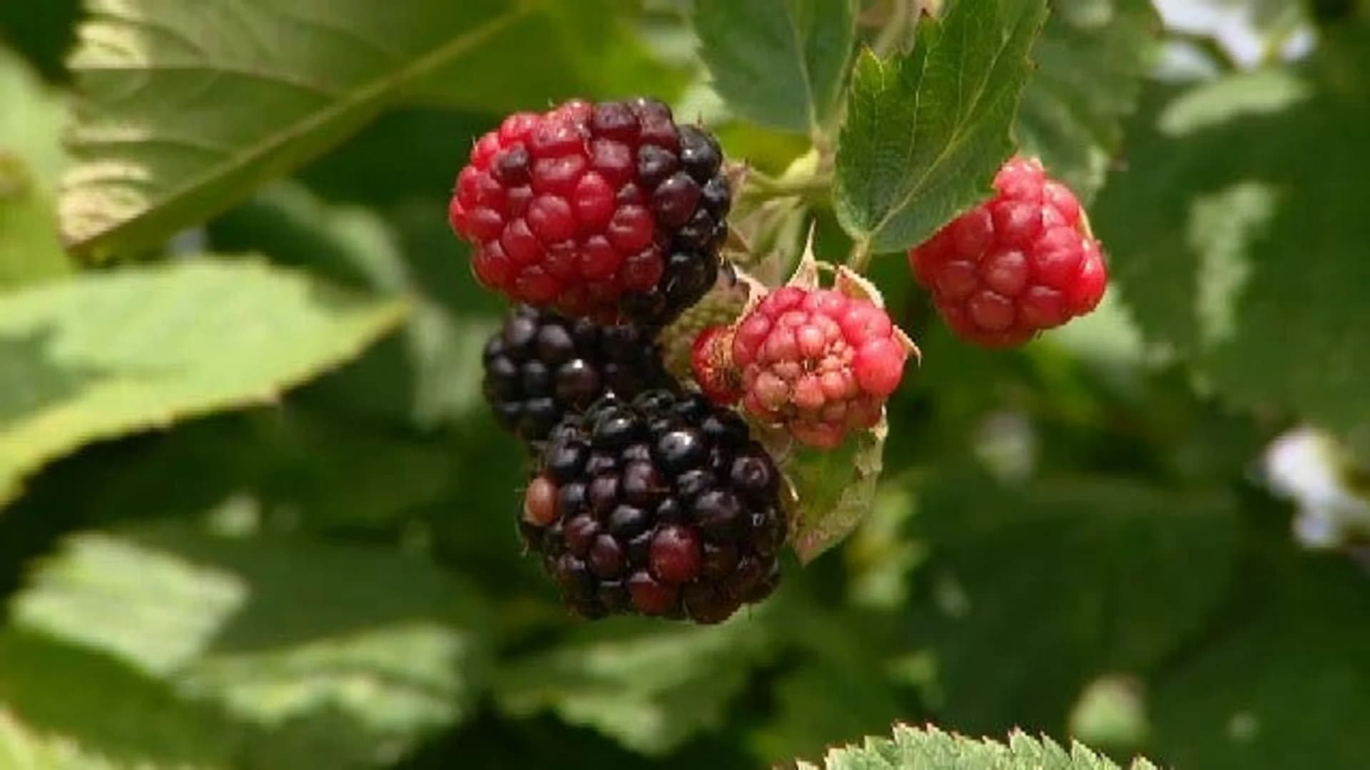 East End: Patty's Berries and Bunches in Mattituck
