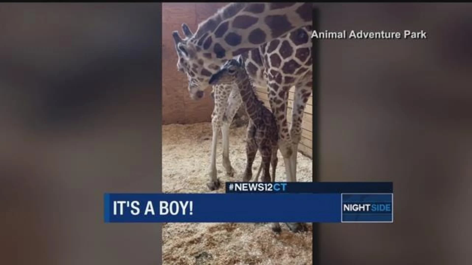April the giraffe has a new calf and it’s a boy