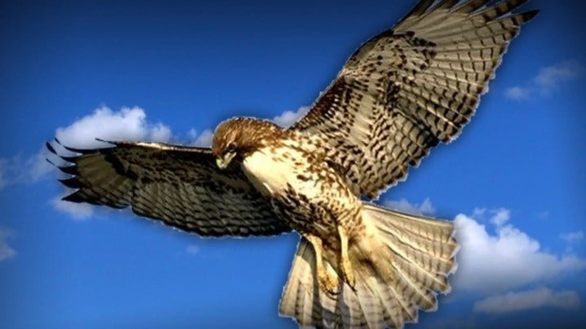 Stamford racing pigeon owner receives probation for killing hawks