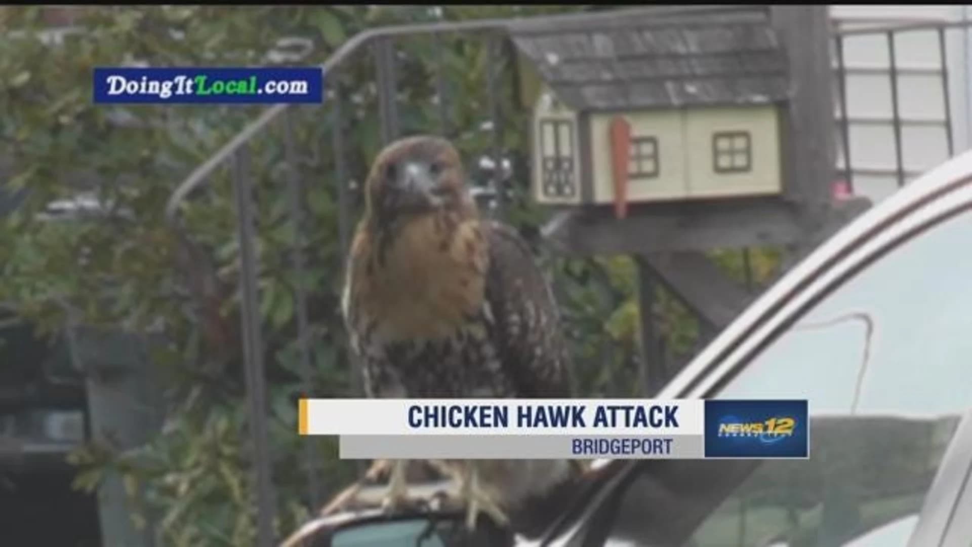 Chicken hawk injures 2 in Bridgeport