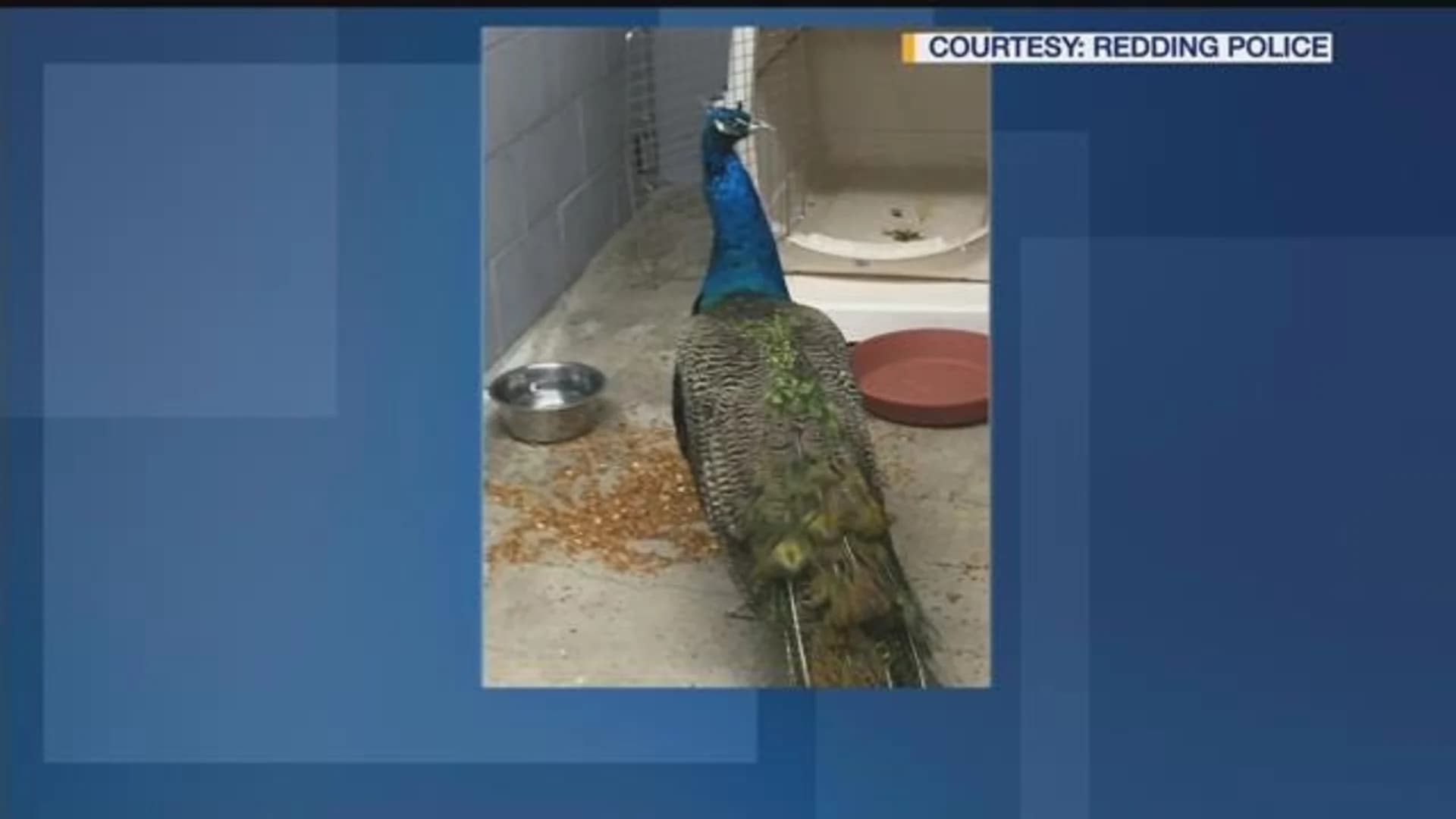 Connecticut police department post picture of lost peacock; reunite it with owner