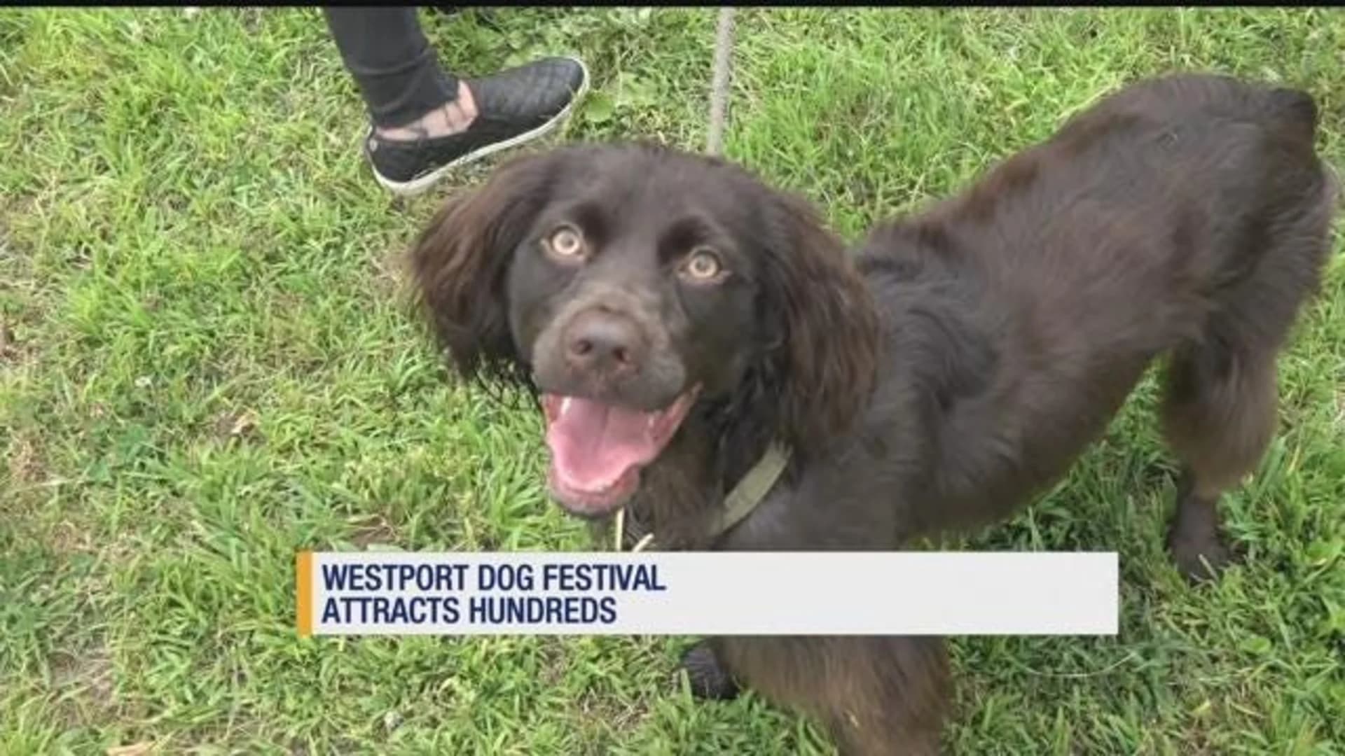Third annual Westport Dog Festival held at Winslow Park