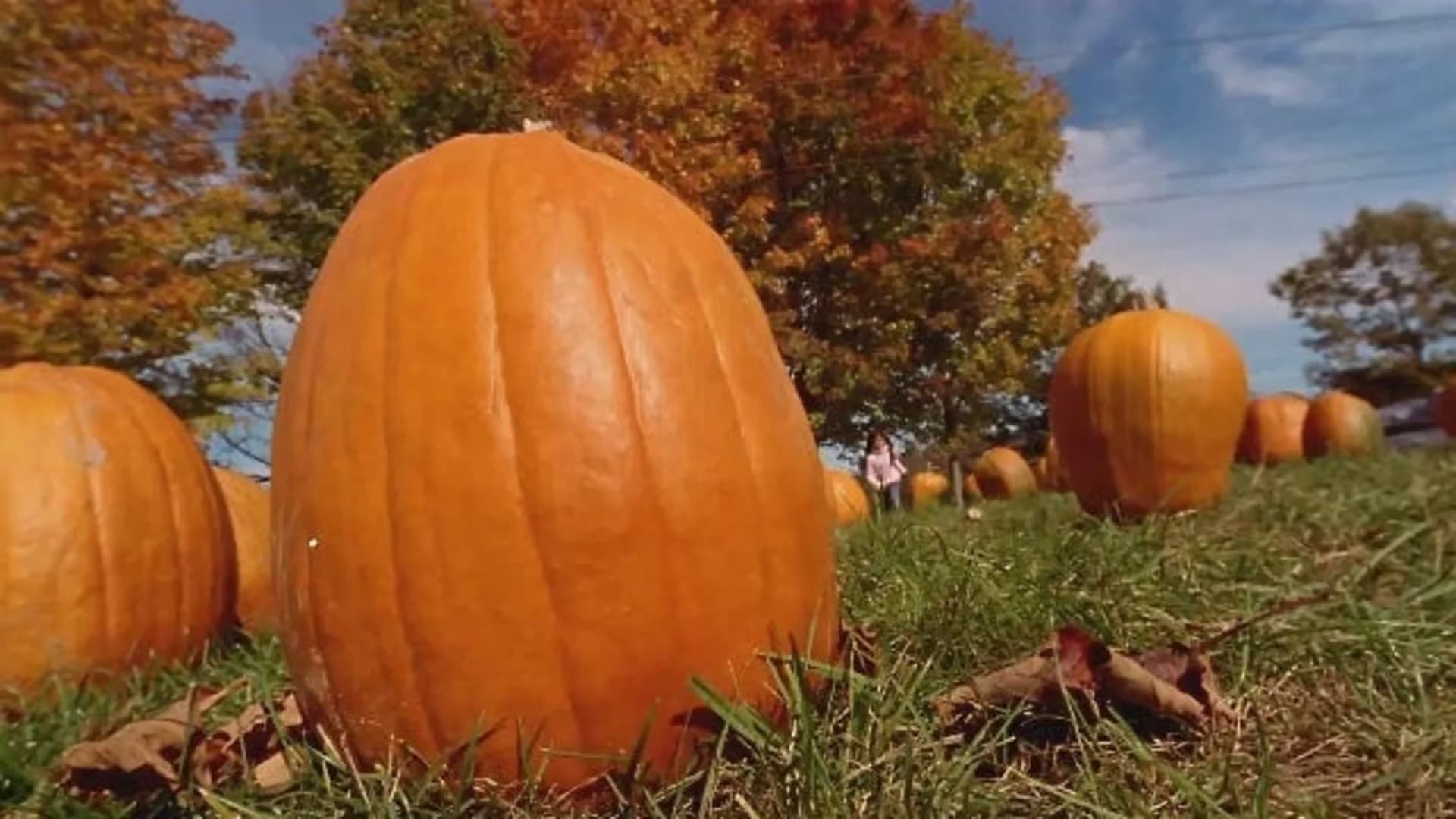 Pumpkins aren't just for Jack-o-lanterns and pies