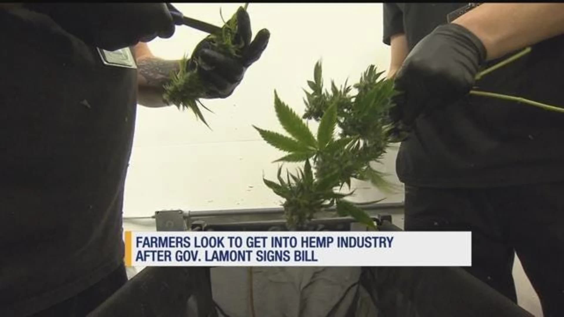 Farmers look to get into hemp industry after Gov. Ned Lamont signs bill