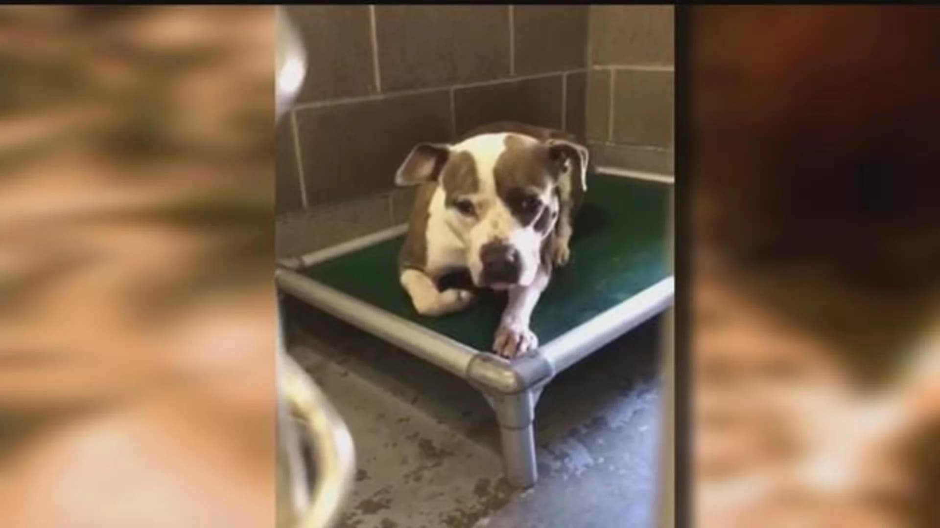 Dog abandoned by owner in Norwalk park to be up for adoption