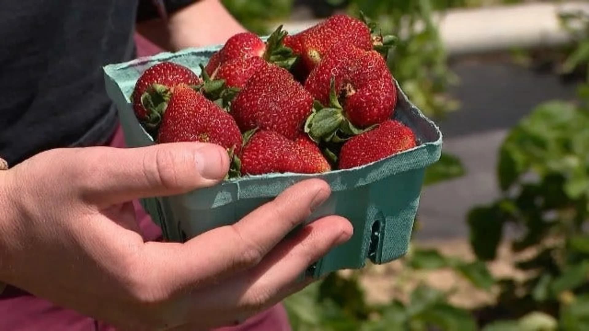 East End: Pick-your-own strawberries
