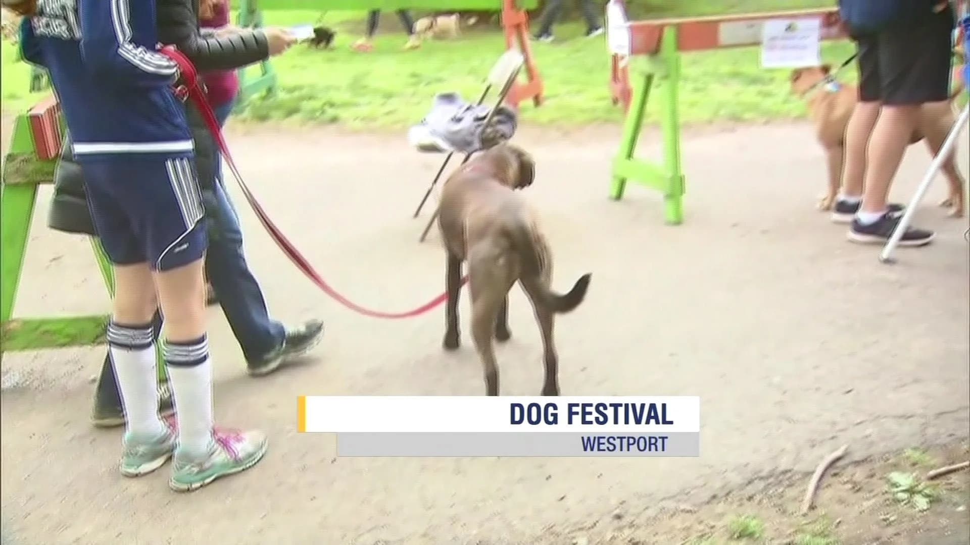Westport Dog Festival held in Winslow Park