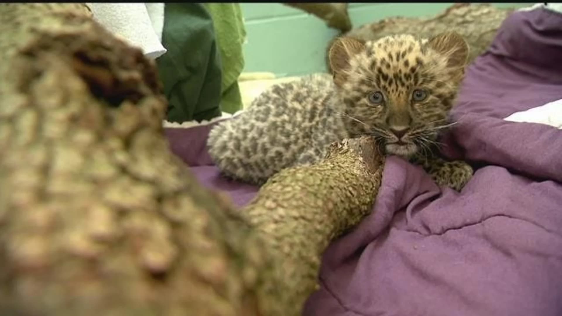 Seeing spots: CT's Beardsley Zoo welcomes rare leopard cubs