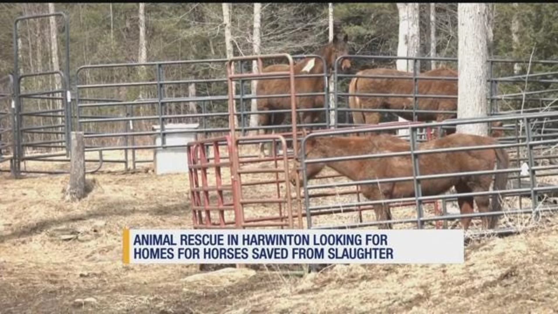 Wild horses: Group hopes to find 'forever homes' to save animals from slaughter