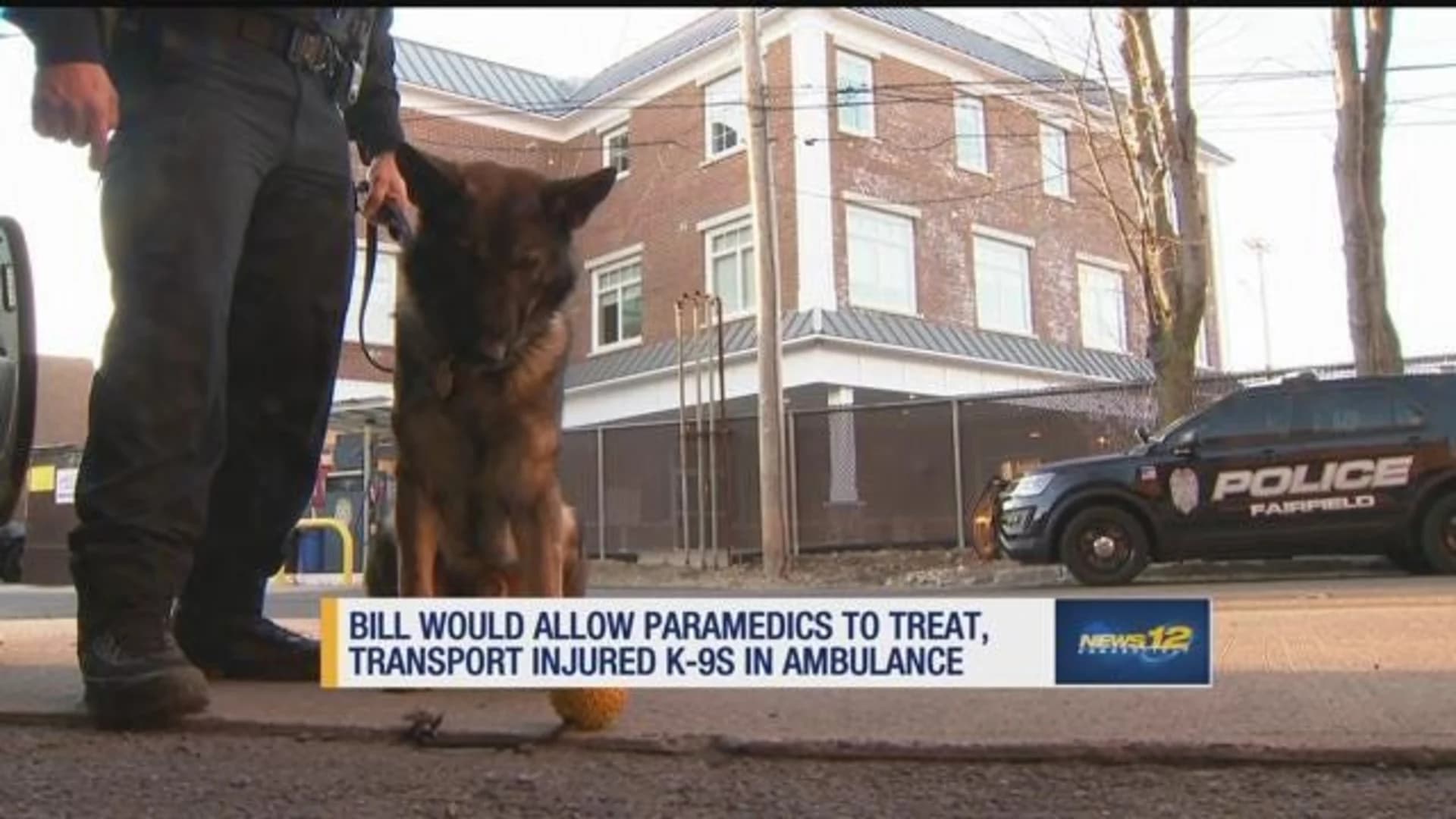 Proposed bill would allow paramedics to work on and transport injured K-9s