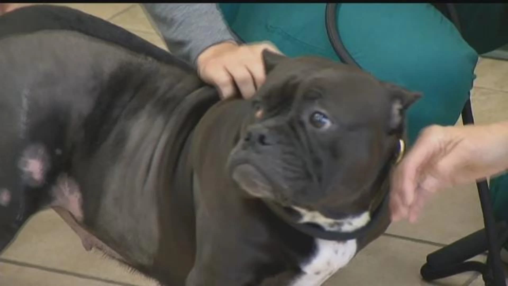 Dog who survived being hit by car on I-95 gets 2nd set of surgeries
