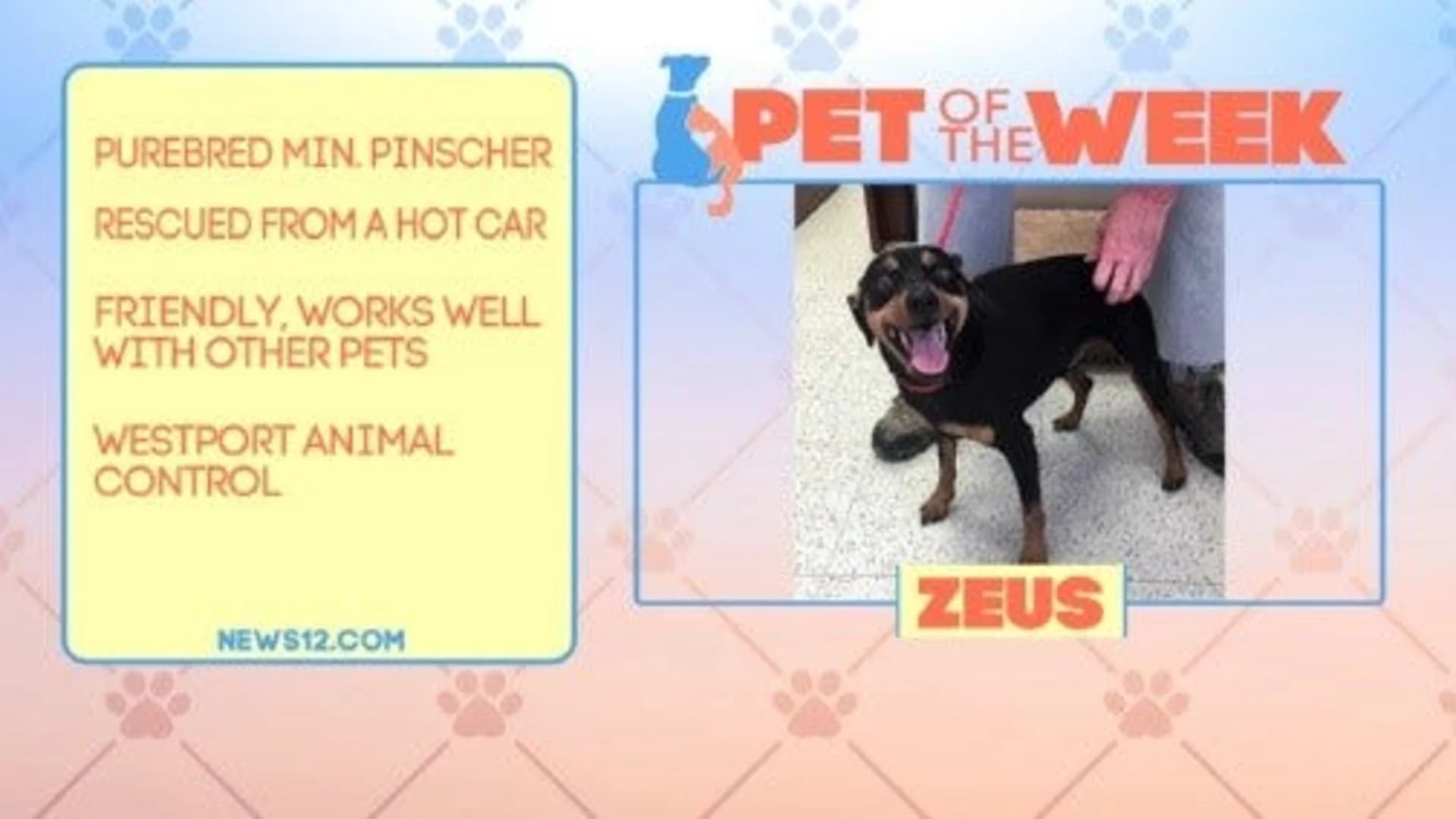 Pet of the Week: Zeus
