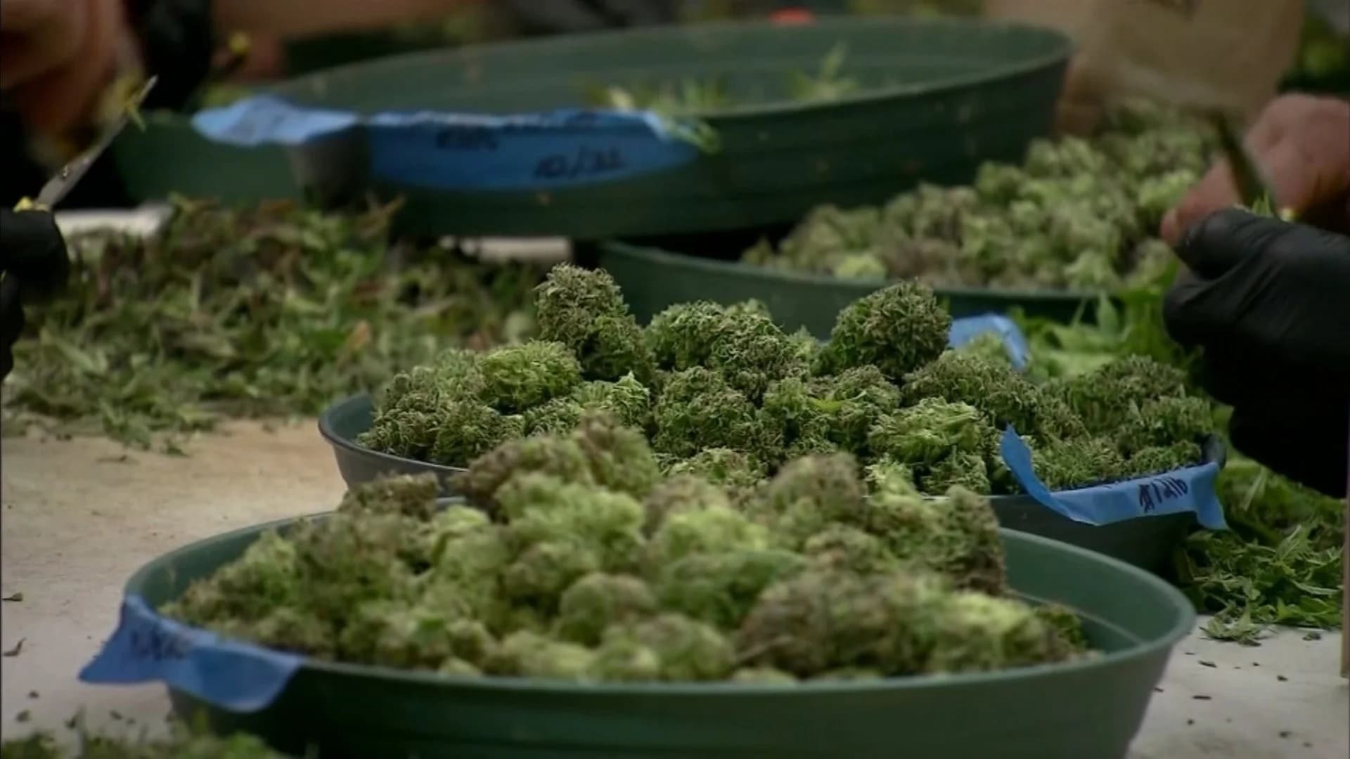 New Jersey's push to legalize recreational marijuana stalls