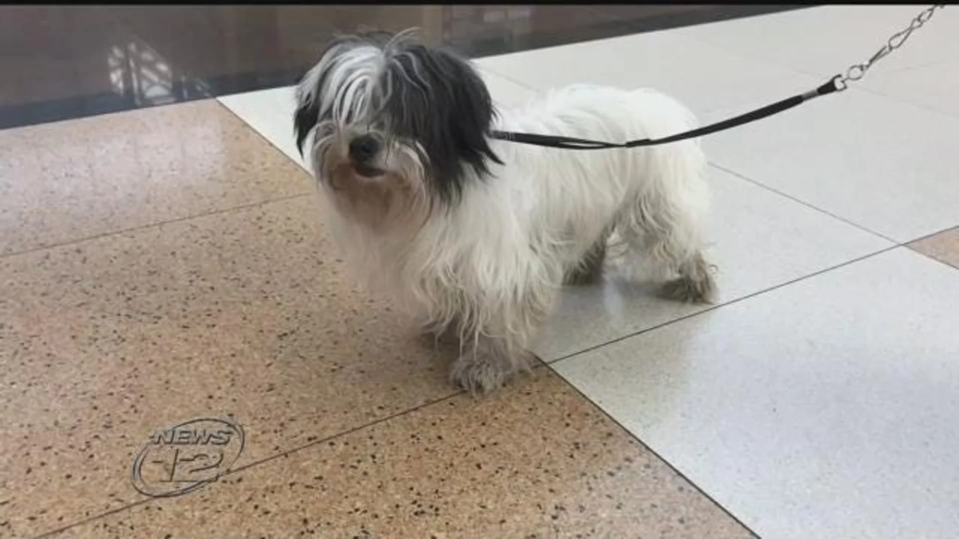 New Jersey Transit engineer rescues small dog on tracks