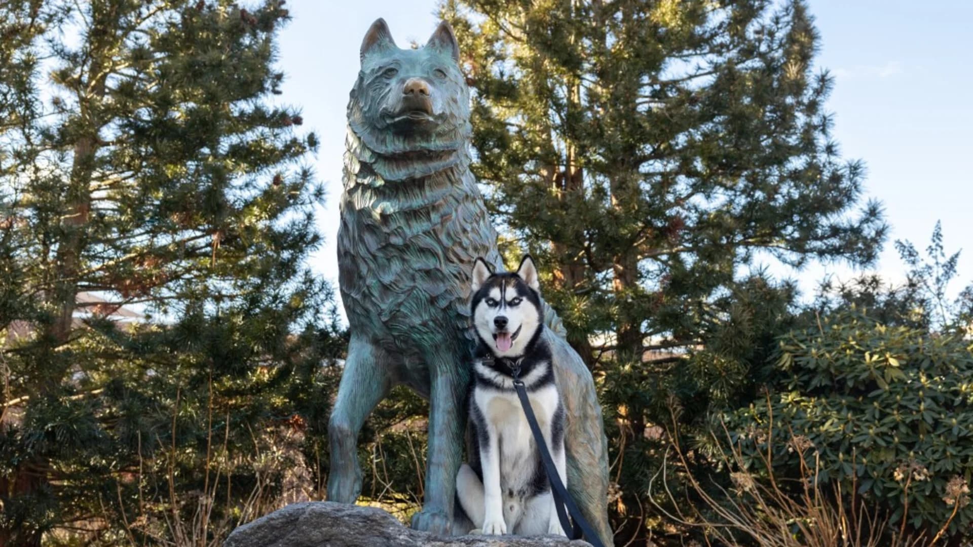 Legislators advance bill to make Siberian husky the official state dog
