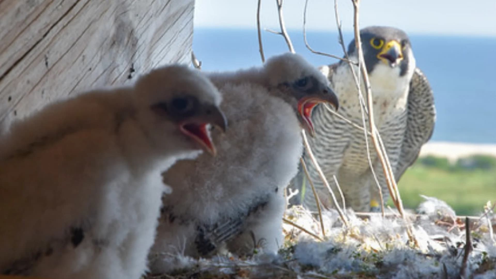 MTA: 2 peregrine falcon chicks hatch atop Marine Parkway-Gil Hodges Memorial Bridge