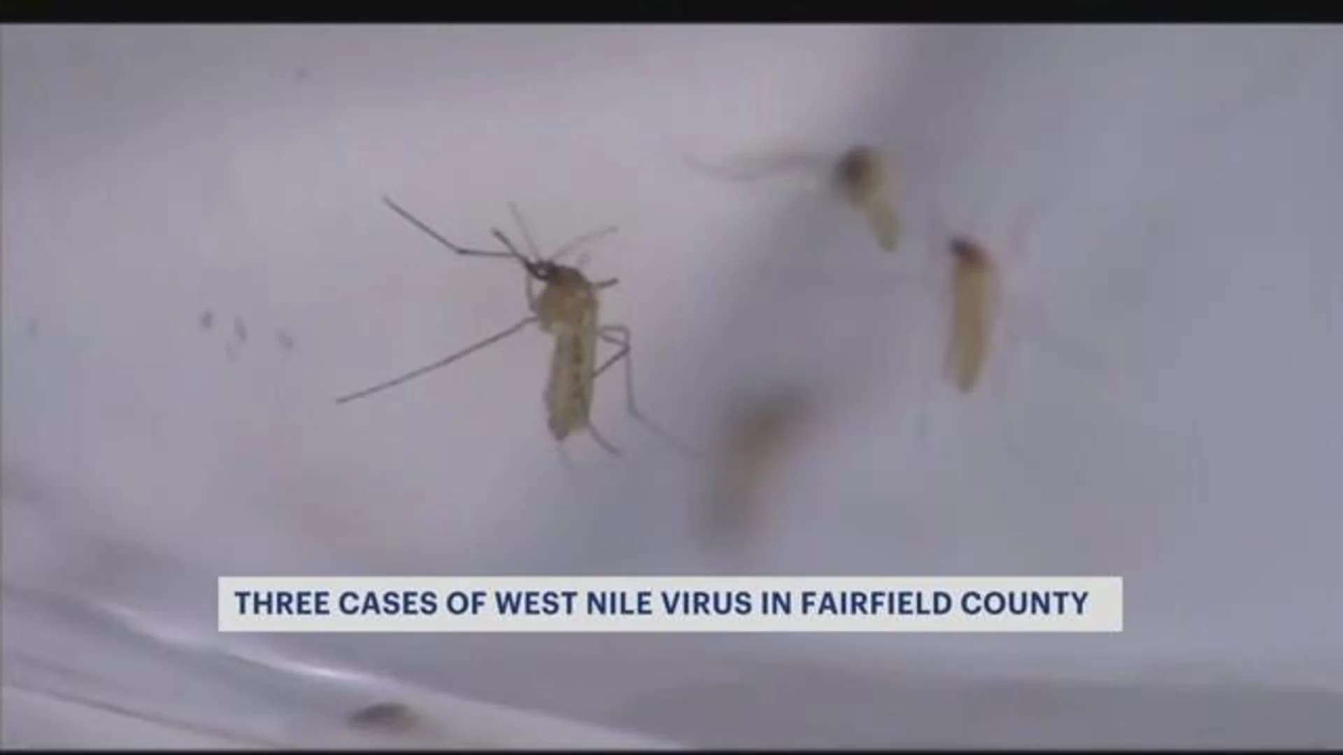 Health officials: 3 cases of West Nile virus reported in Fairfield County