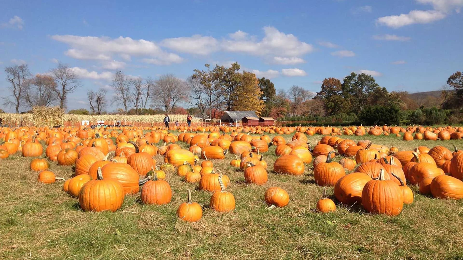 Guide: Where to go pumpkin picking in Connecticut