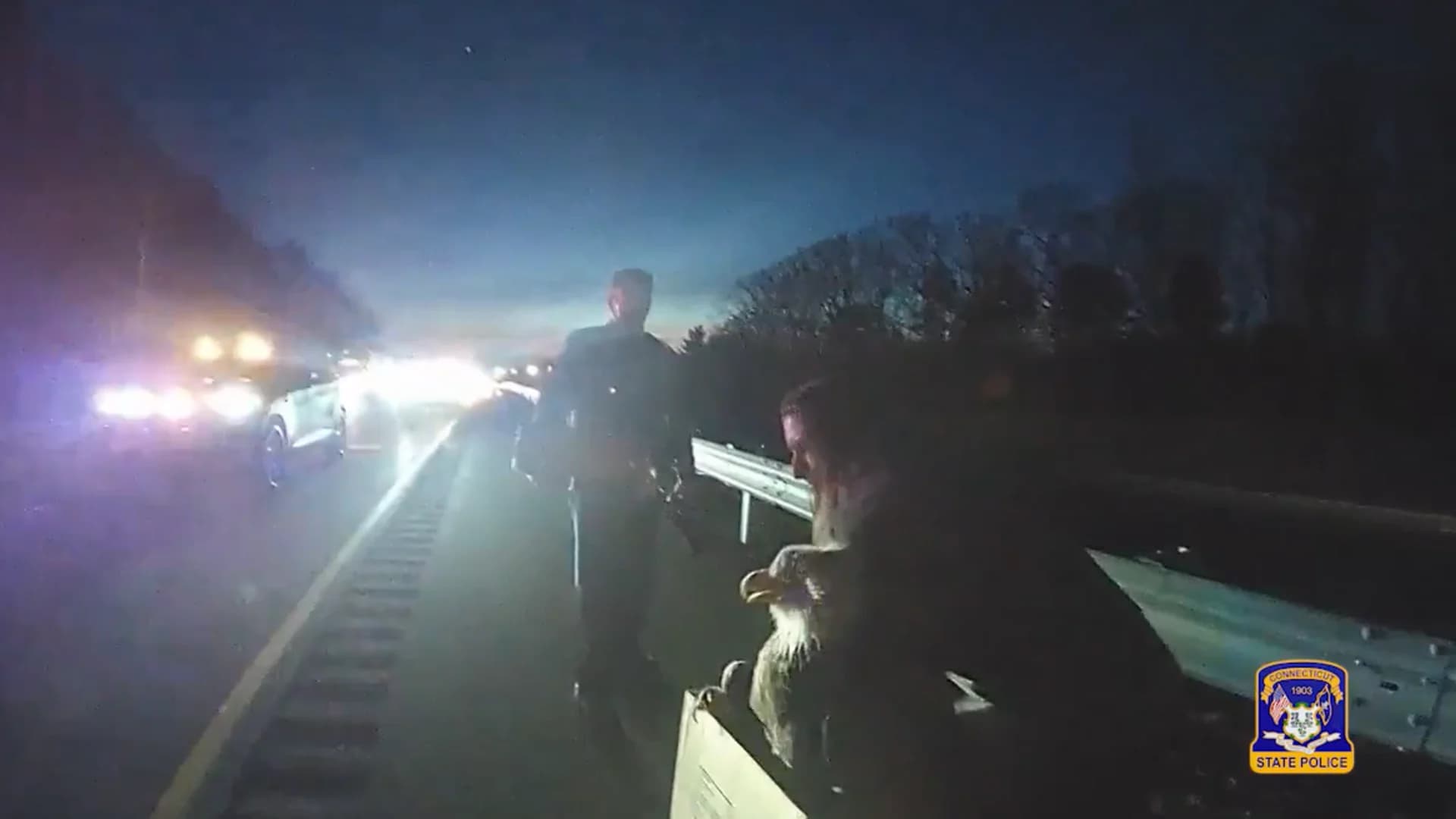 Video shows Connecticut state troopers, dispatcher rescue injured bald eagle on I-84