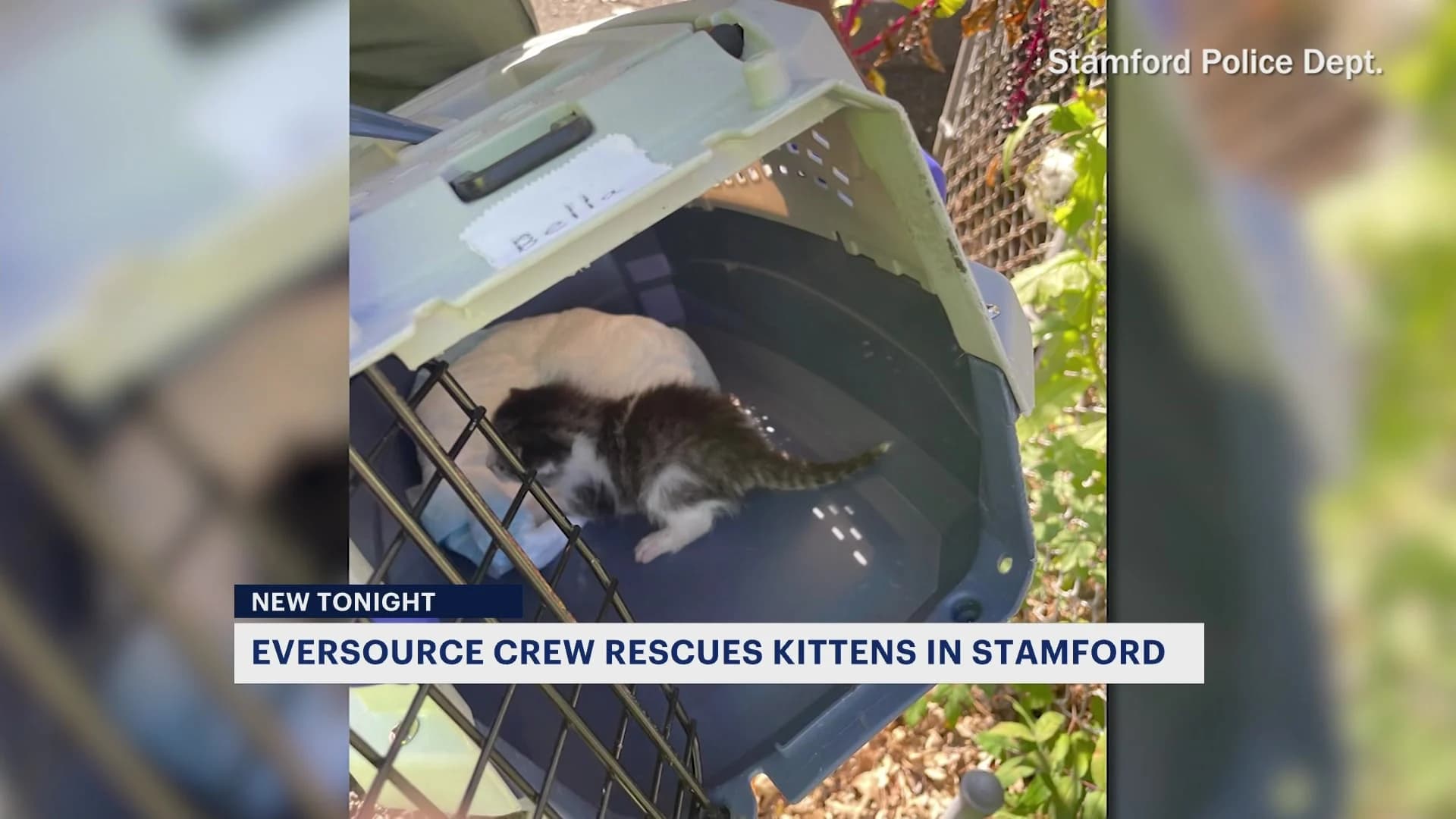 Eversource crew rescues kittens from high voltage area in Stamford