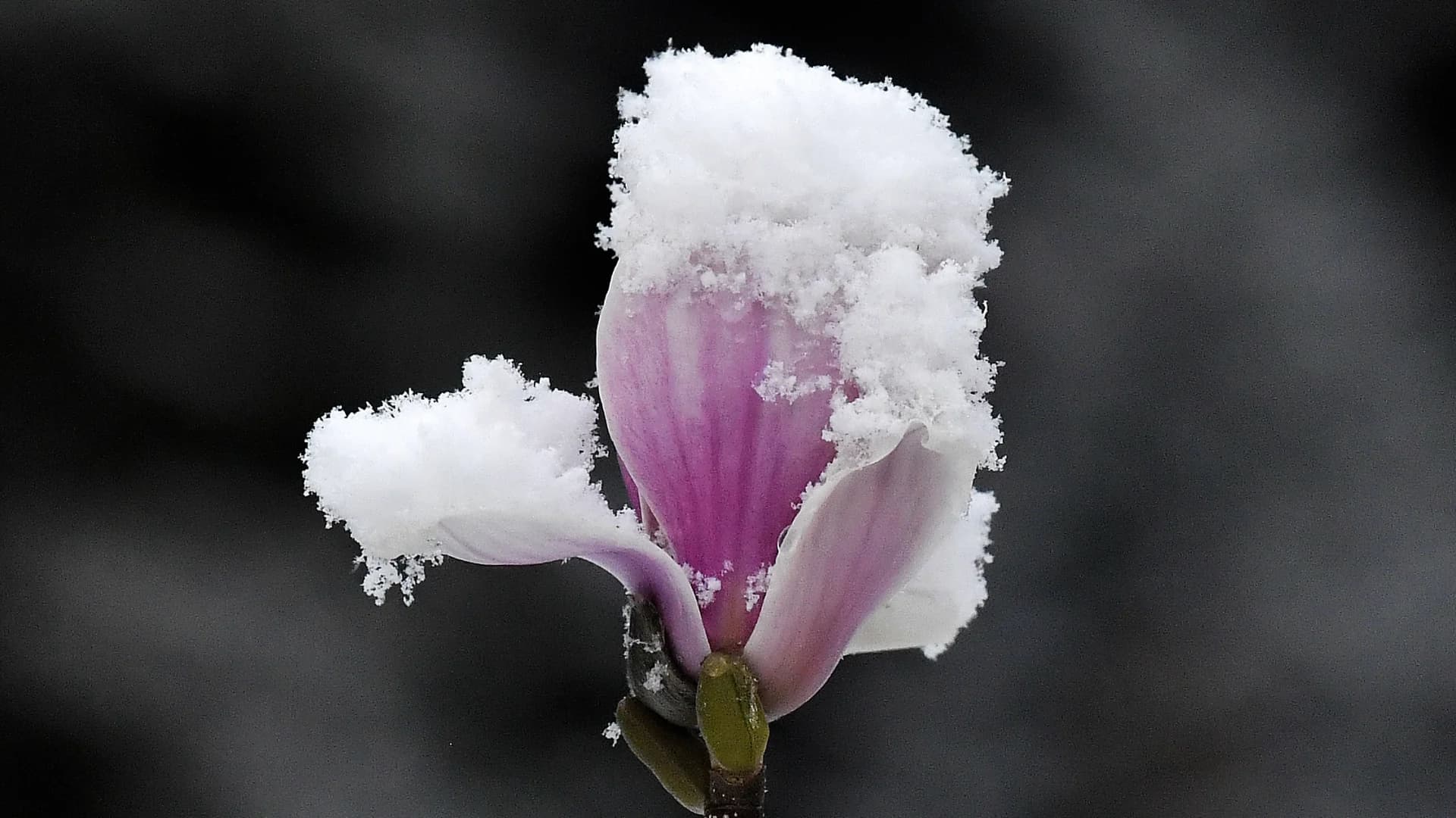 New research suggests spring is starting earlier