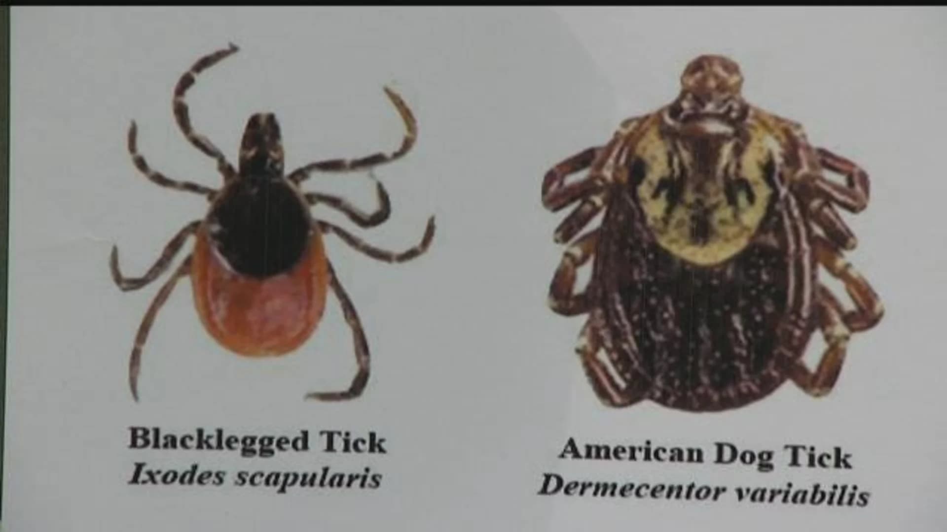 Blumenthal: Rate of detection for Lyme disease in ticks increased