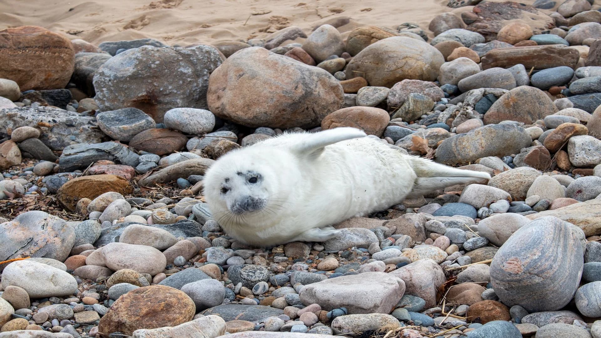 Mystic Aquarium animal rescue team helps safeguard seal pup found on beach