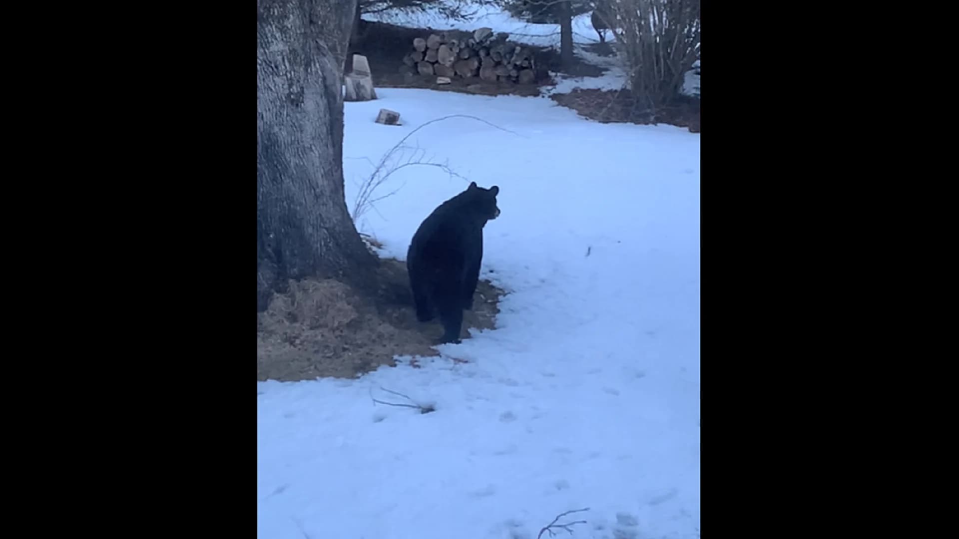 Bear spotted in backyard of Litchfield home