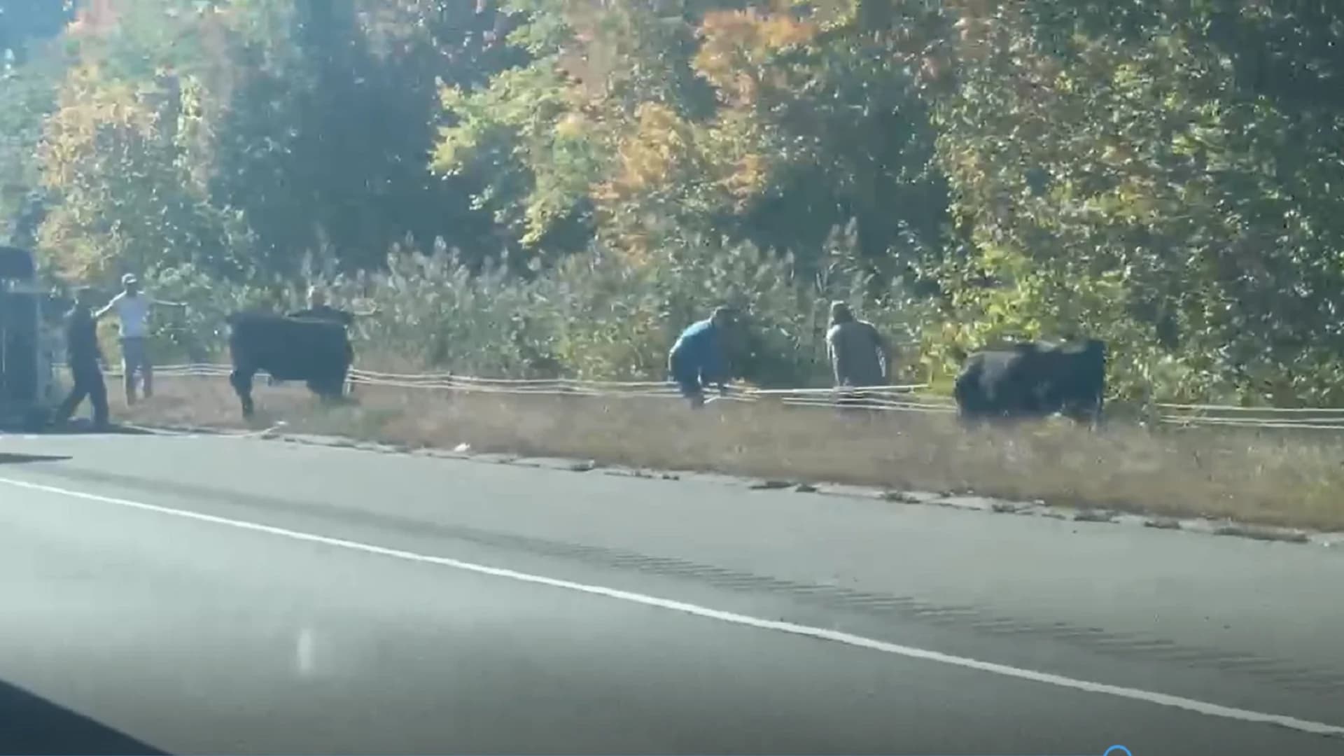 Loose cows shut down parts of I-84 in Vernon