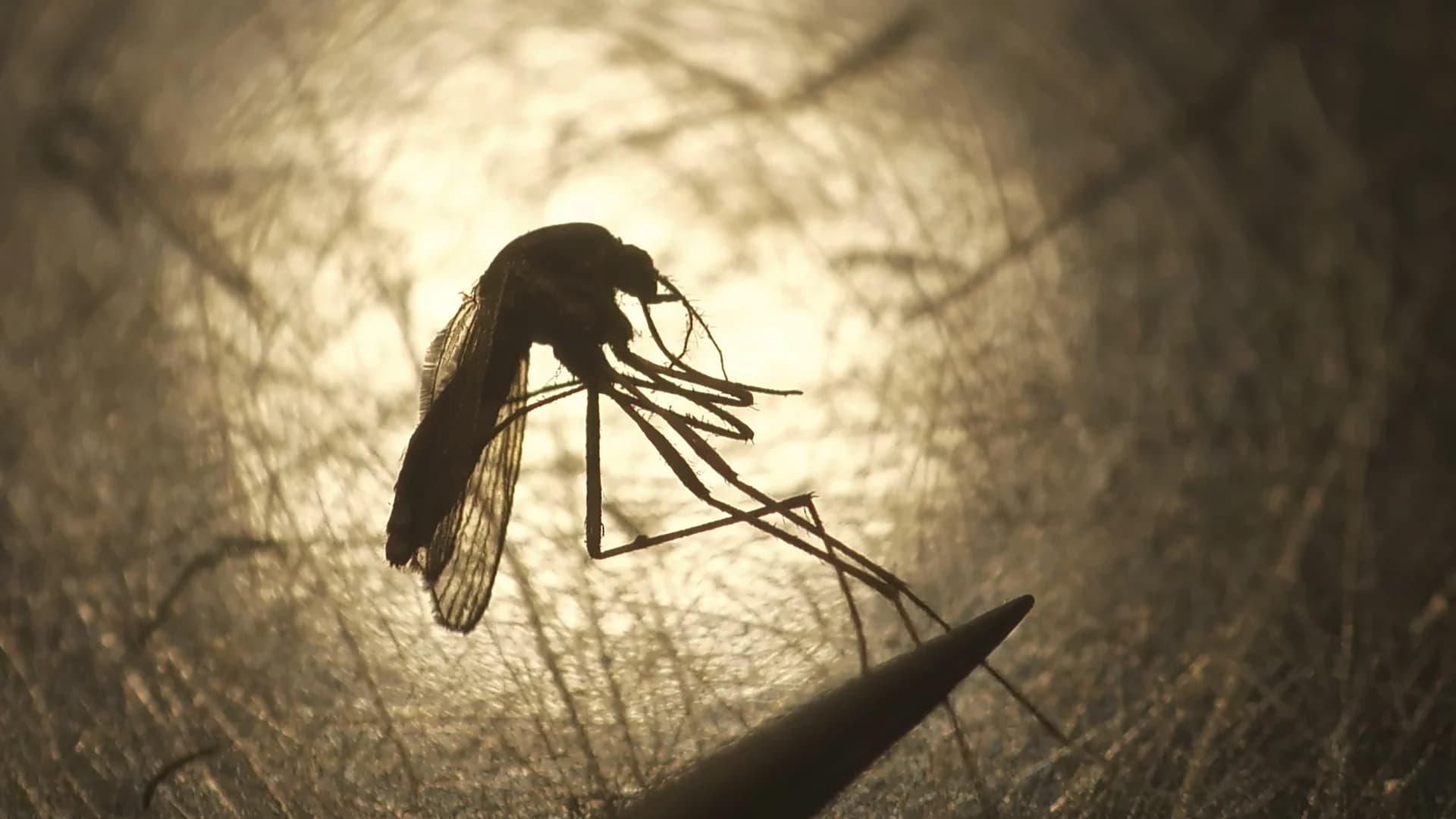 State: Mosquitoes in Darien test positive for West Nile virus