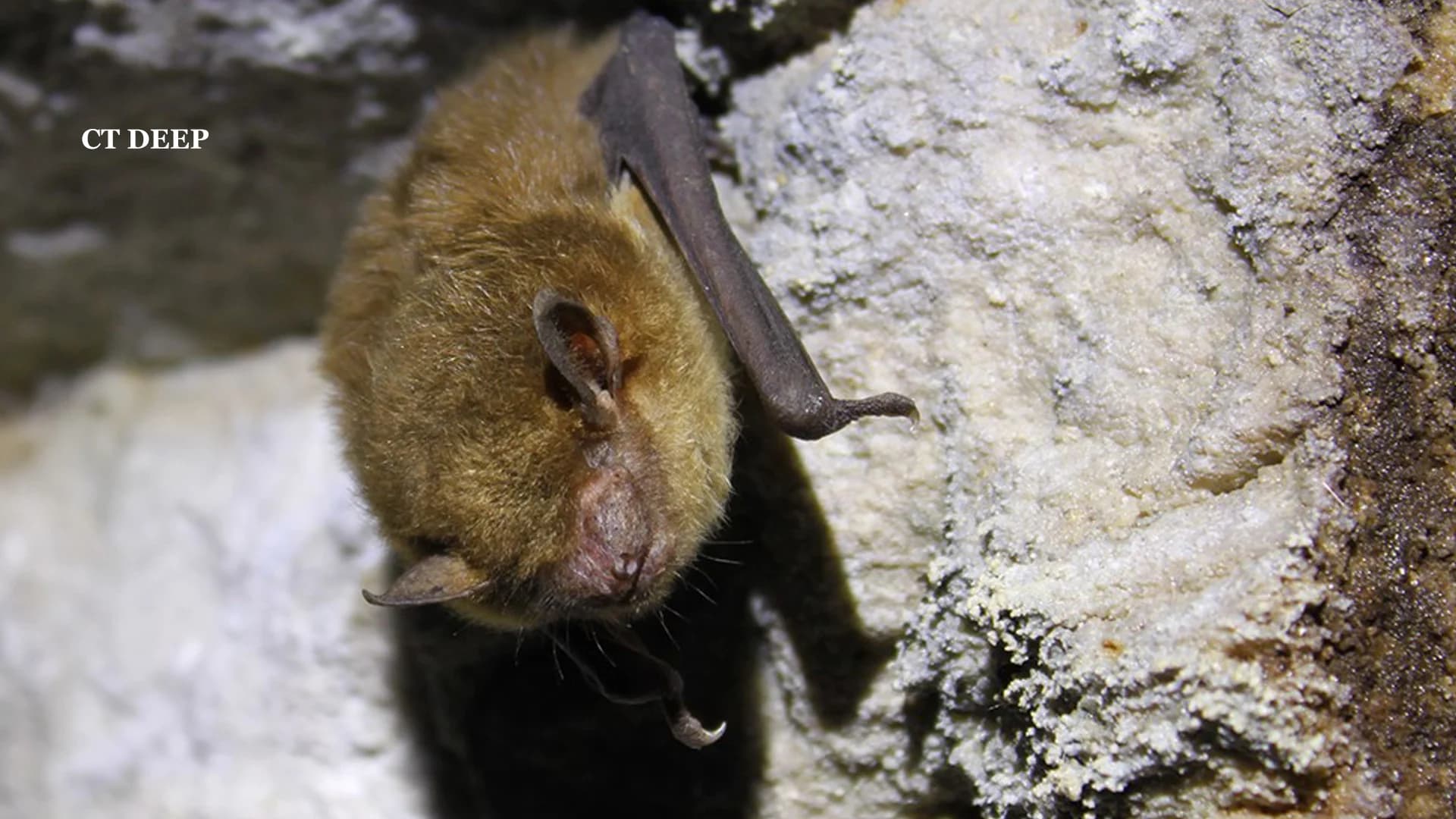 Connecticut celebrates Bat Week through Halloween as part of conservation effort   