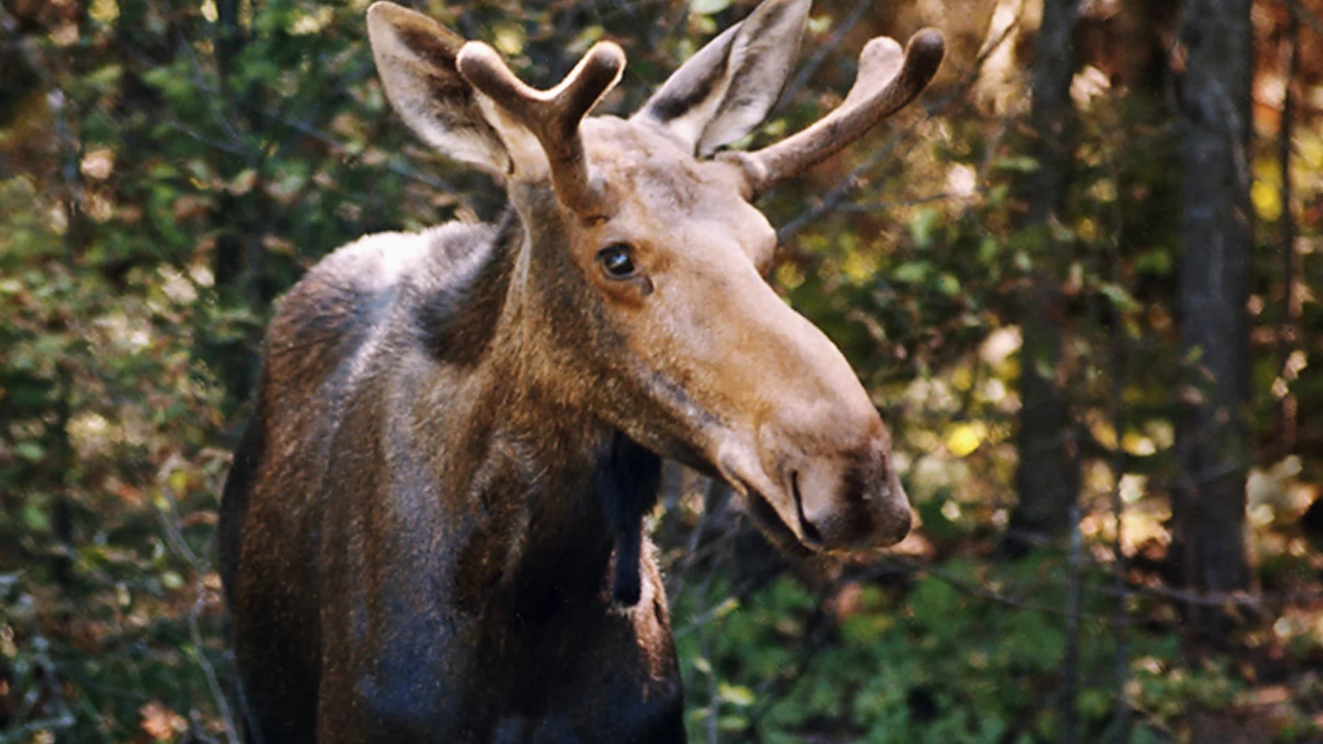 DEEP advises drivers to be cautious following recent moose sightings