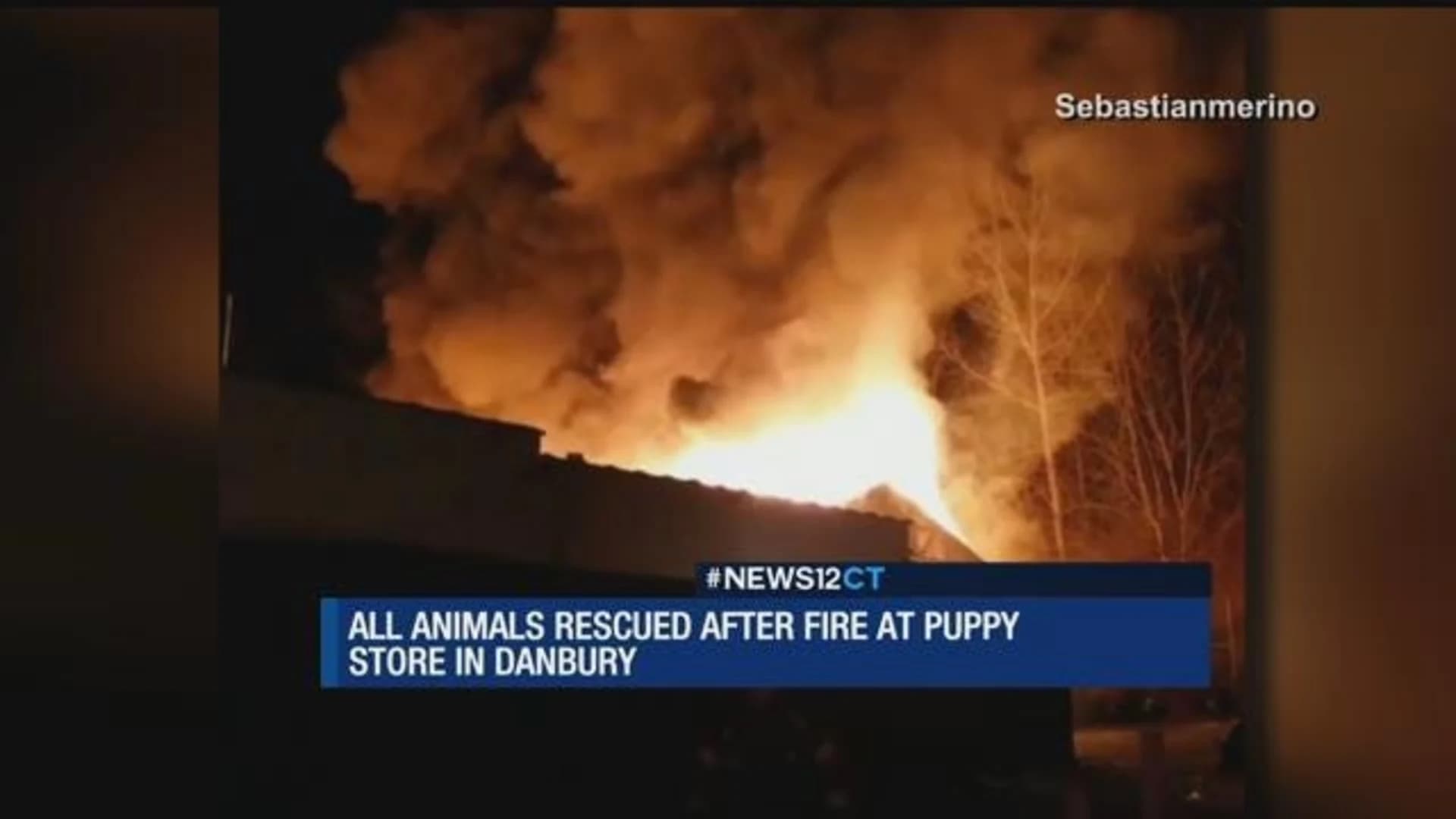 Good Samaritans help rescue 86 puppies from Danbury pet shop fire