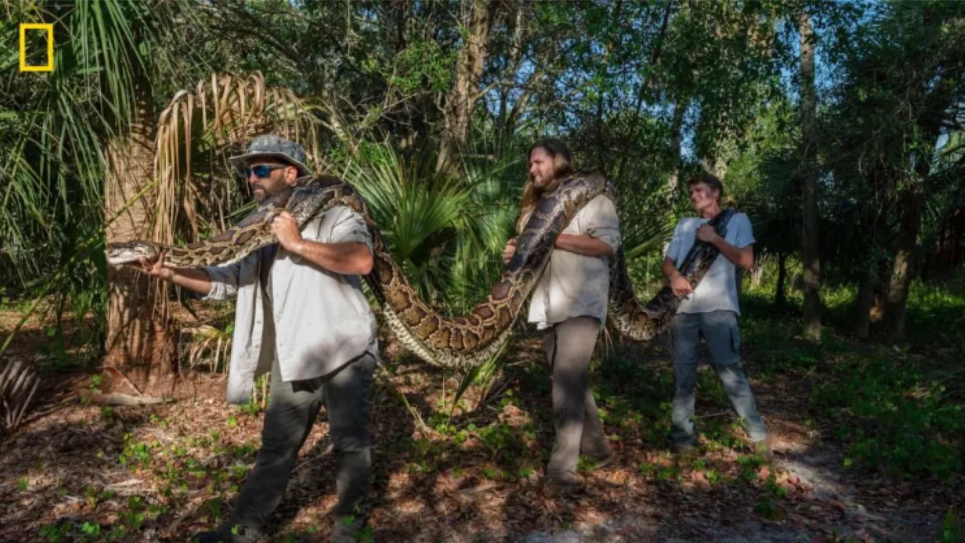 What's Hot: Largest python ever found in Florida is 18 feet long and weighs over 200 pounds