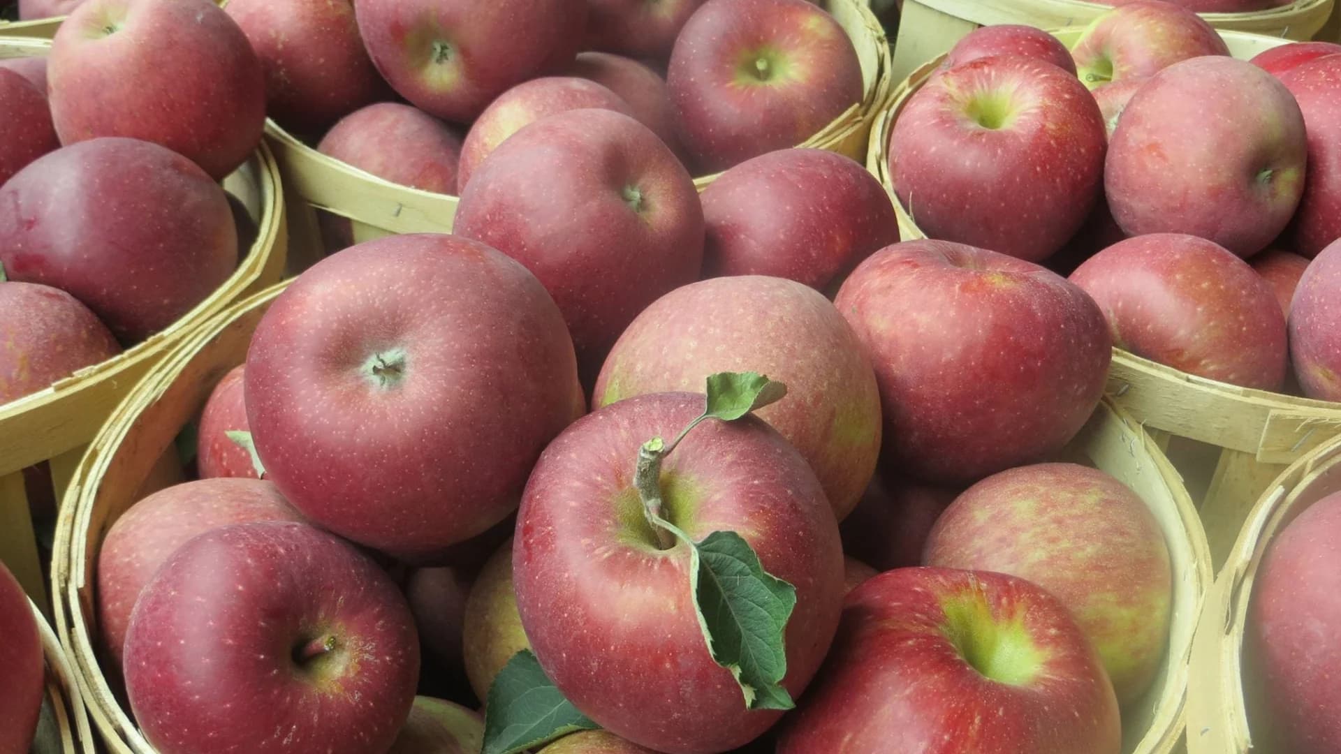 Guide: Apple Picking in New Jersey