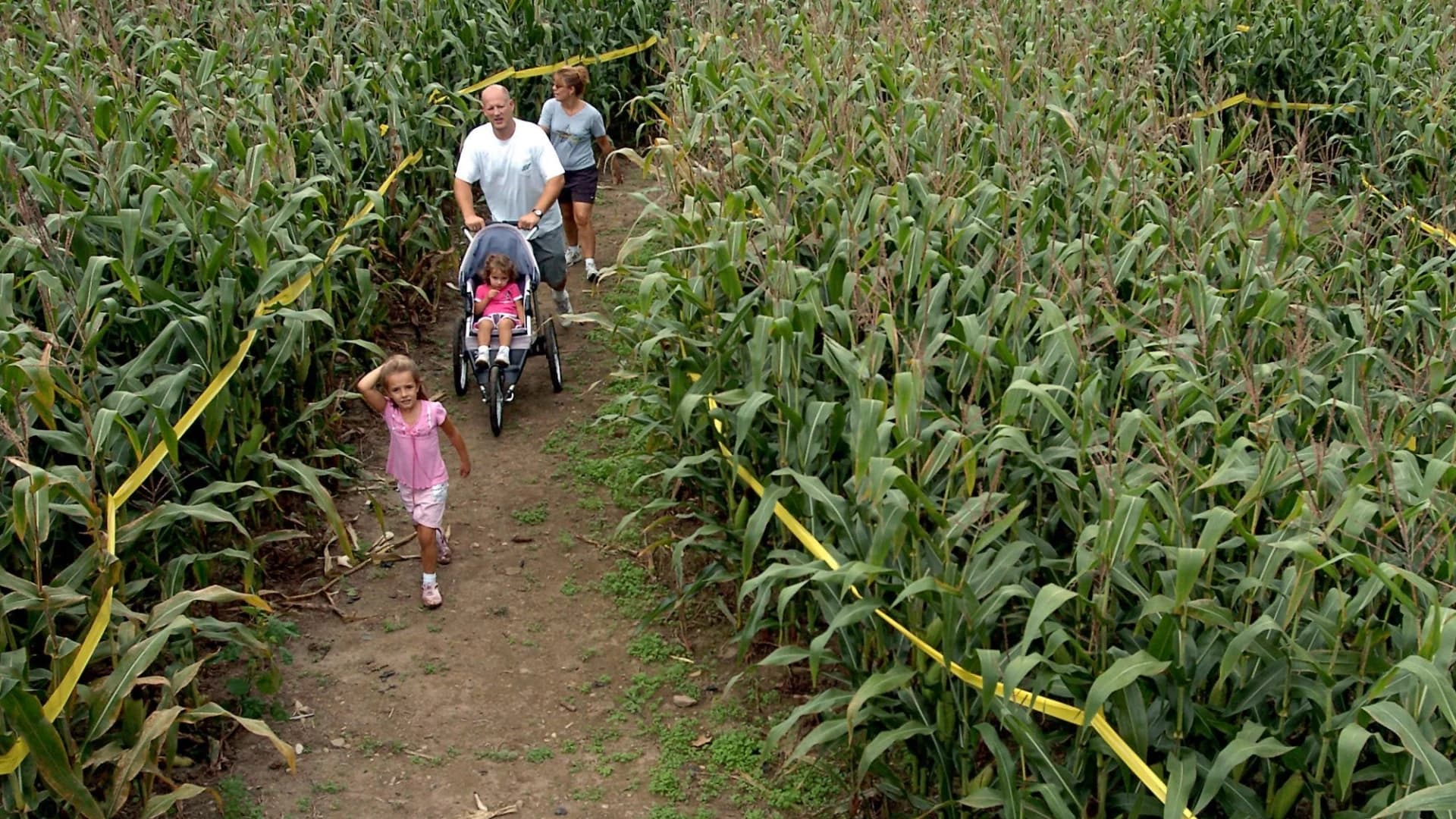 Guide: Get lost in these cornfield mazes around Connecticut 